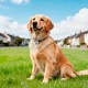 Пошуковий трекер HOCO E91K Tiger smart anti-lost device (dog collar type) iOS Black
